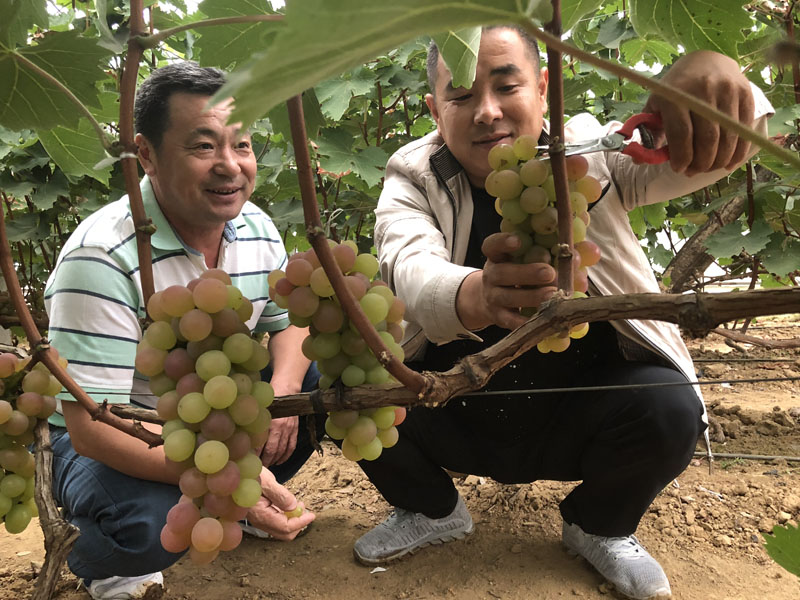 赵志国（左）和卢军当时正在采摘丰收的葡萄