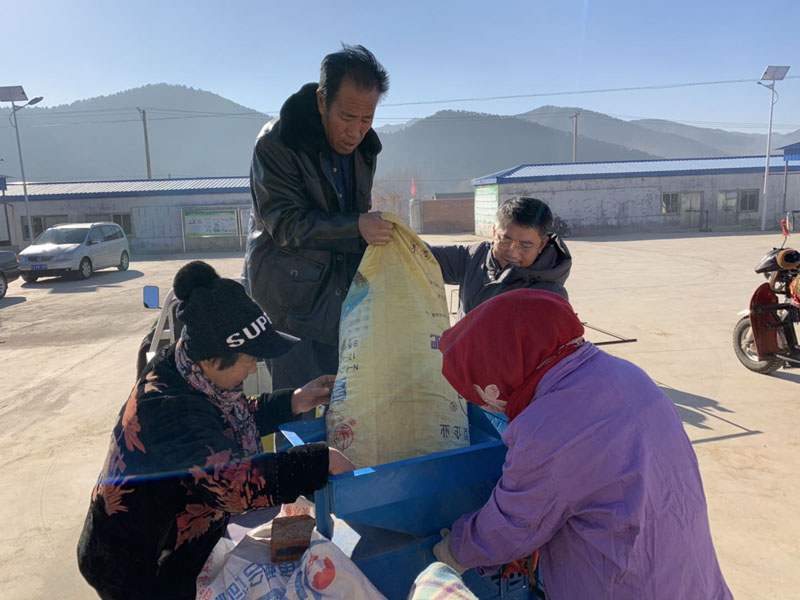 收购现场，王强（右二）帮助村民抬小米