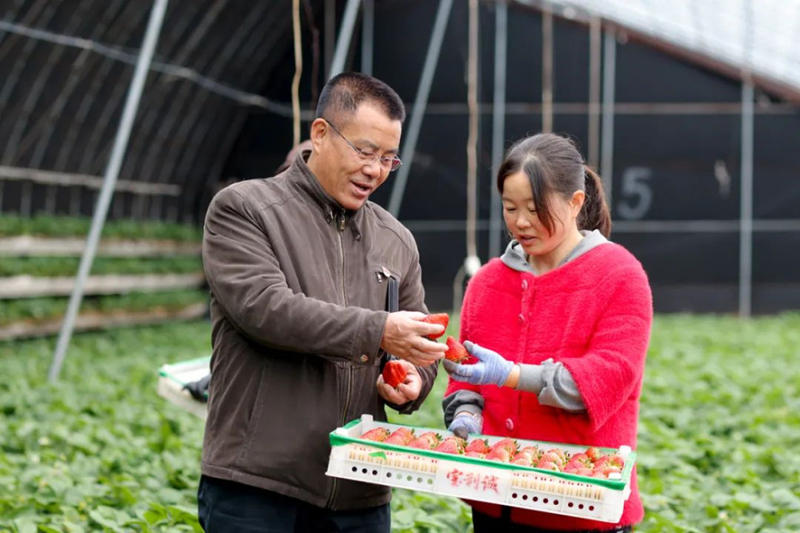 驻二道河村第一书记马长忠（左）到村办草莓大棚了解情况。