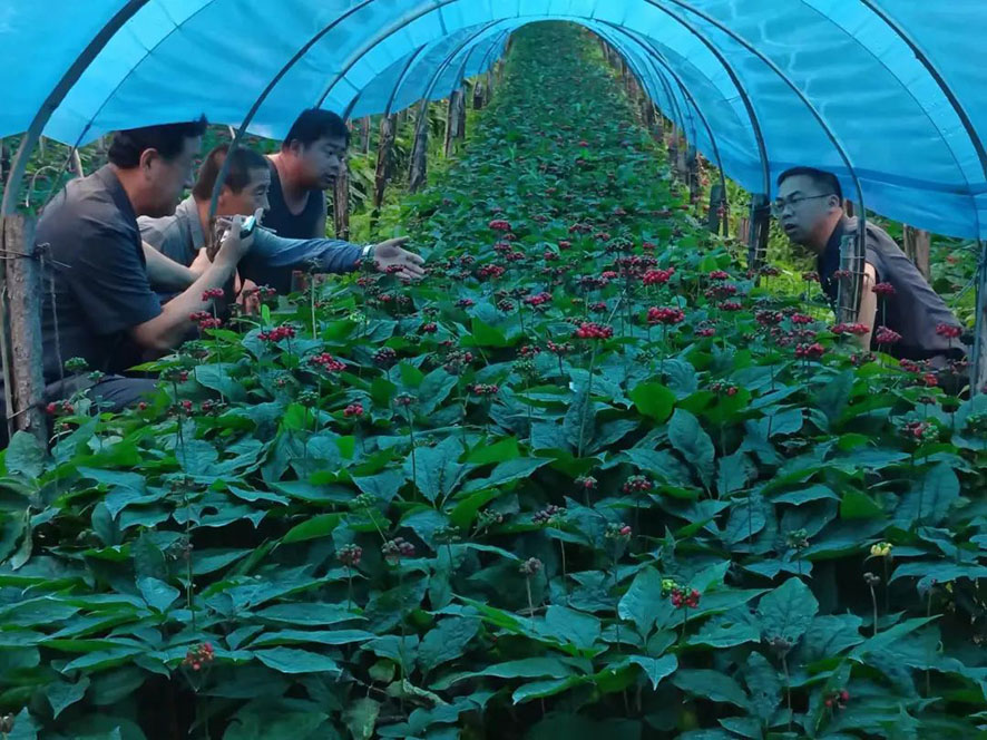 法官到人参园了解情况。