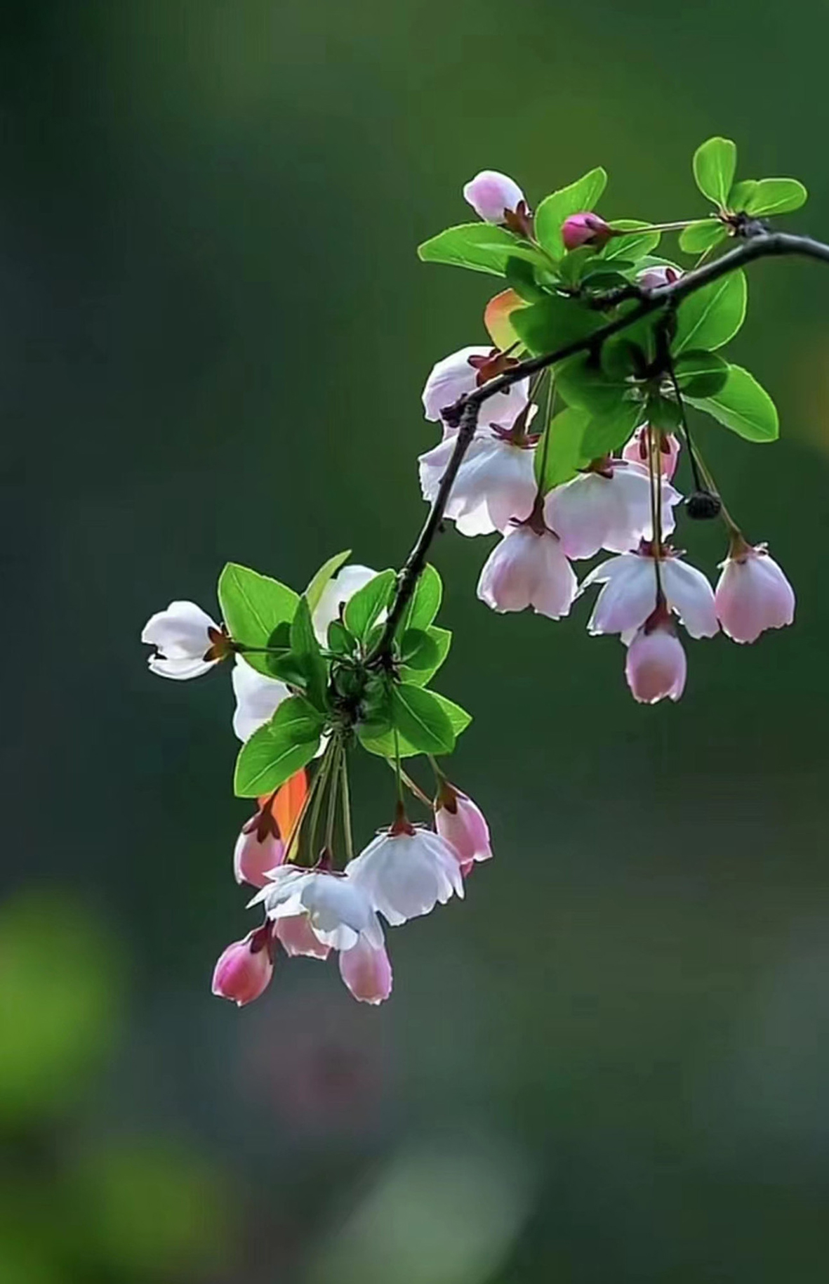 7、摄影——绿荫下的娇媚 徐剑