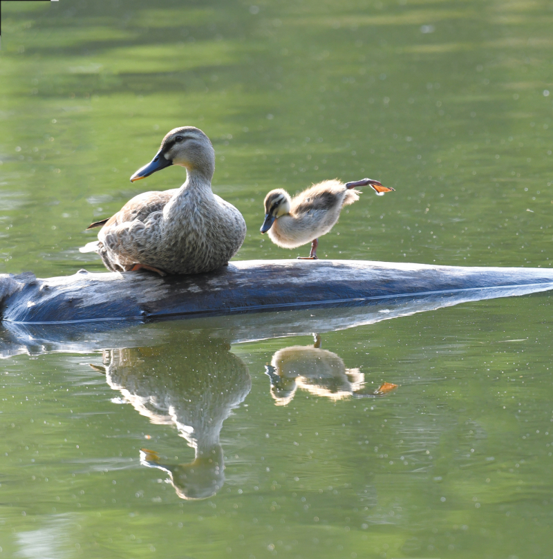 母子情 邵荣富 摄