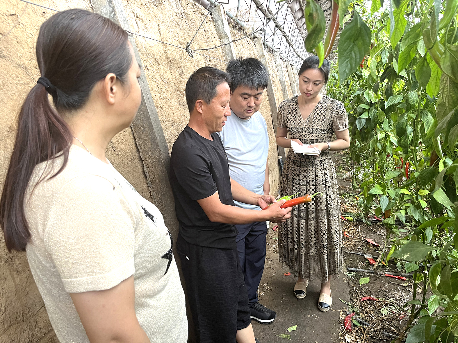 李富宝（左二）向记者展示快要罢园的辣椒