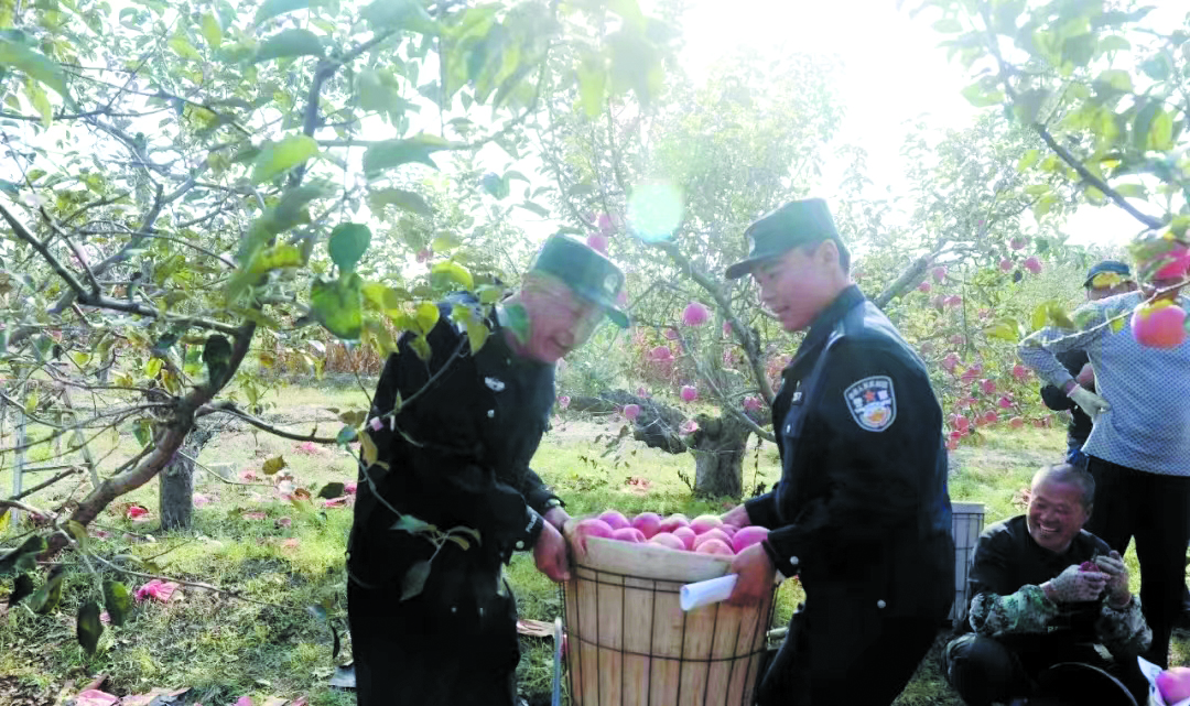 配文1：民警帮果农收苹果