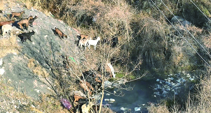 头题图2,无人机在山中找到走失羊群