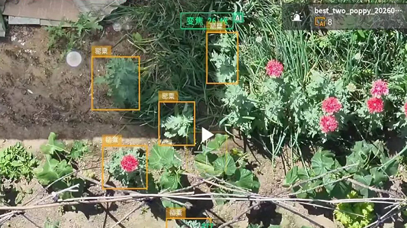 头题图,无人机传输的非法种植的罂粟画面(受访者提供)